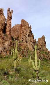 Despite what some may say, there is no limit to the number of arms a saguaro can grow. How Long Does It Take For A Saguaro Cactus To Grow It S Arm Back