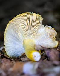 Image result for Russula flavida