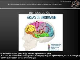 Discover more posts about wernicke. Afasias De Broca Y Wernicke A Un Complejo Sistema Del Lenguaje Cortico Subcortical Semantic Scholar