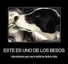 Amor Incondicional Los Mejores Terapeutas Perros Frases Perros Amor De Perro