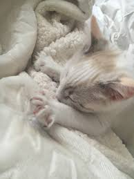 The most common cause of suckling in cats is early separation from their mothers and littermates. 2 Month Old Kitten Kneading And Suckling Thecatsite