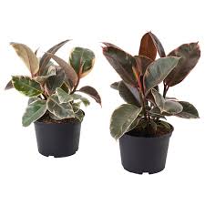 Image result for F kus Ficus