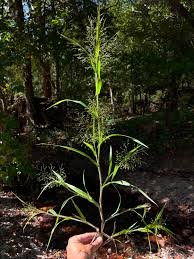 Image result for Panicum pilgeri