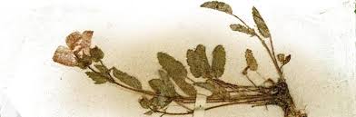 Image result for Cleome polyanthera