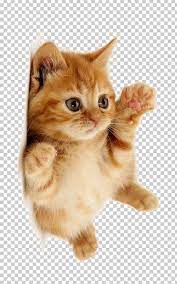 Cute Cat Png Animal Cat Clipart Cute Cute Clipart Cute Thing Cat Clipart Cute Cat Memes Cute Cat Drawing