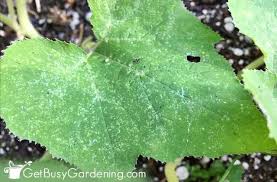 Maybe you would like to learn more about one of these? How To Control Flea Beetles In The Organic Garden Get Busy Gardening