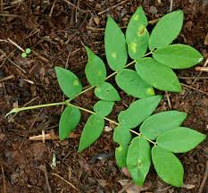 Image result for Xylia torreana