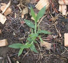 Image result for Digitaria sacculata