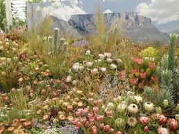 South African Proteas South African Birds How To Attract Hummingbirds Fynbos