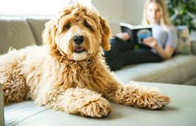 When choosing good apartment dogs there is much more to consider than small dog breeds. Atlanta S Best Pet Friendly Luxury Apartment In Buckhead Pet Spa And Dog Park