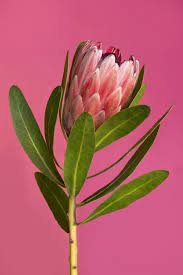 Pin On Flowers