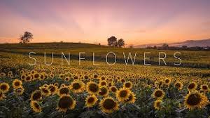 We would like to show you a description here but the site won't allow us. Kansas Sunflower Fields Grinter Farm Aerial Timelapse Youtube