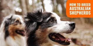 how to breed australian shepherds free guide health