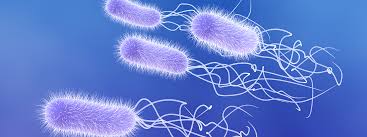 Image result for Vancomycin Resistant Enterococcus