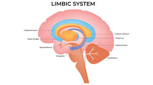 Image result for Limbic System