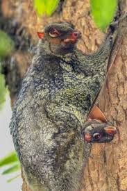 Fantastic Flyers 10 Animals That Fly In Surprising Ways Natural History Museum