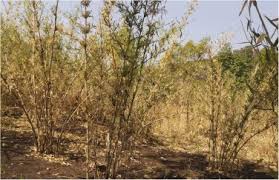 Image result for Oxytenanthera abyssinica