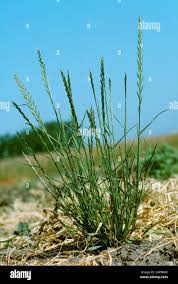 Image result for Lolium multiflorum