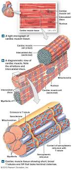 The cardiac or heart muscle, the smooth muscles and the skeletal muscles that enable us to execute moves. Structural Characteristics Of Cardiac Muscle Tissue Cardiac Muscle Cell Muscle Tissue Cardiac Anatomy