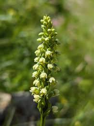 Image result for Dyschoriste albiflora