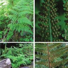 Image result for Hypolepis sparsisora