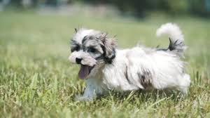 Their lineage can be traced to the european bichon. Havanese Puppies For Sale