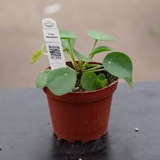 Image result for Pilea