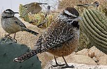 Spikes protect cacti from animals wishing to use stored water. Cactus Wren Wikipedia