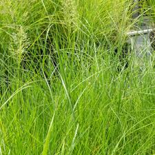 Image result for Sporobolus