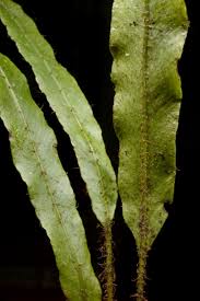 Image result for Lomariopsis warneckei