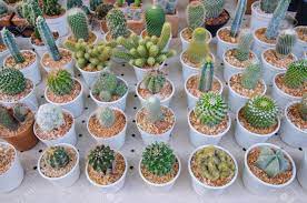 So, with all the types of cacti. The Small Different Types Of Cactus Plants Stock Photo Picture And Royalty Free Image Image 35586445
