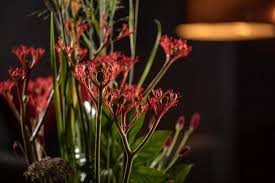 Image result for Jatropha scaposa