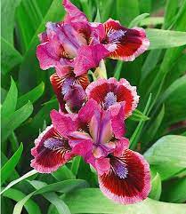 Iris Cat S Eye 3 Knollen Im Mein Schoner Garten Shop Iris Flowers Dwarf Iris Iris Garden