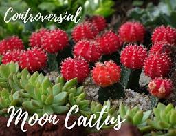 Sticks and stones will break my bones but names will never hurt me. Controversial Colorful Moon Cactus The Succulent Eclectic
