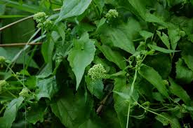 Image result for Mikania cordata
