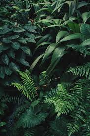 See more ideas about iphone wallpaper, cute wallpapers, wallpaper backgrounds. Free Download Pattern Wallpaper Iphone Boho Plant Wallpaper Plant Aesthetic 1280x1920 For Your Desktop Mobile Tablet Explore 33 Plant Wallpaper Tropical Plant Wallpaper Plant Vs Zombies Wallpaper Jimmy Page