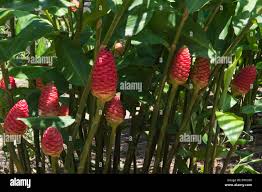 Image result for Zingiberaceae