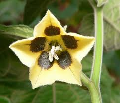 Image result for Physalis viscosa