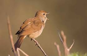 Pin By Informasi Komunitas Kicau Mani On Foto Burung In 2020 Londo Bird Animals