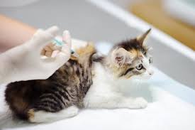 Dies ermöglicht eine gezieltere behandlung, eine vermeidung von medikamenten die den verlauf der infektion negativ beeinflussen könnten und einen schutz vor weiterer verbreitung. Katzenbabys Was Sie Bei Anschaffung Und Erziehung Beachten Mussen Cat S Best