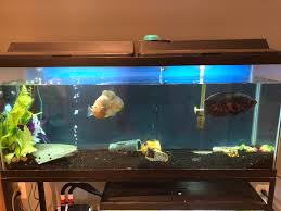 Because oscars are tropical fish the aquarium water must be kept warm at all times. My Red And Albino Tiger Oscars I Had Them Since They Were Tiny Fishtank