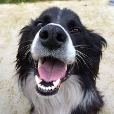 Jūs varat atrast sīkāku informāciju par all pets medical center, llc vietnē www.allpetsmedicalcenter.com. Taking Care Of Your Pet S Teeth Bourne Orthodontics Lake Stevens Washington