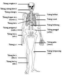 Contoh rangka yang melindungti bagian dalam tubuh yang rapuh, yaitu rangka kepala melindungi otak, mata. Ipa Kelas 4 Rangka Tubuh Manusia Other Quizizz