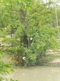 Image result for Pavetta catophylla