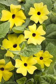 Careful observation can help you determine a. Lemon A Peel Black Eyed Susan Vine Thunbergia Alata Black Eyed Susan Black Eyed Susan Vine Garden Vines