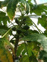 Image result for Vasconcellea pubescens