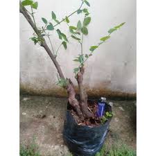 Kumpulan gambar dengan kualitas bagus dan keren banget. Bonsai Tapal Besi Bahan Dongkelan Shopee Indonesia
