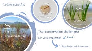 Image result for Isoetaceae