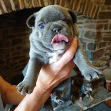Puppies and dogs in ohio. French Bulldog Puppies For Sale Home Facebook