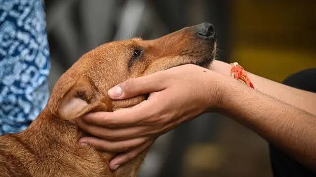 आवारा कुत्तों और मवेशियों पर सुप्रीम कोर्ट ने आदेश में क्या-क्या कहा - BBC News हिंदी